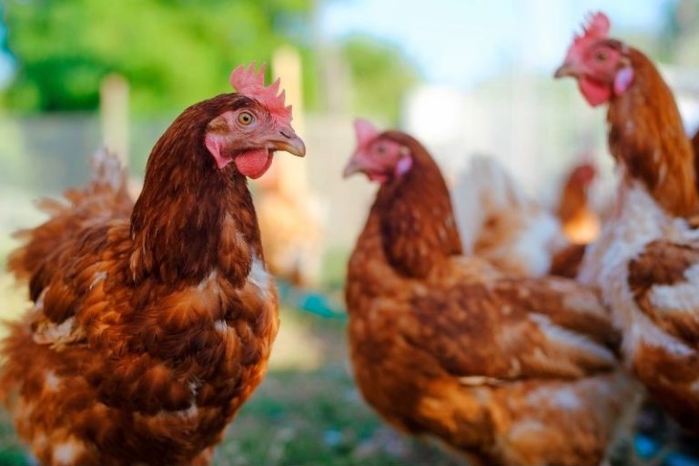Do Chickens Have Nipples? Interesting Facts! Eco Peanut
