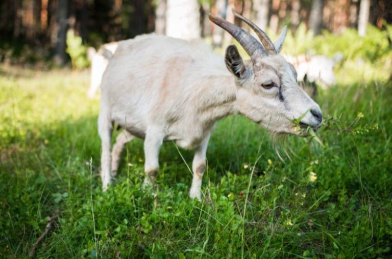 Can Goats Eat Lettuce? Is it Safe? Eco Peanut