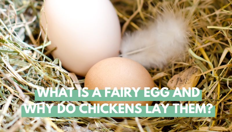 why does my chicken keep laying fairy eggs