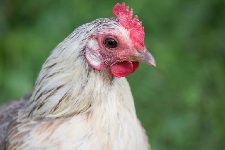Whiting True Blue Chicken Breed & Care Guide Eco Peanut