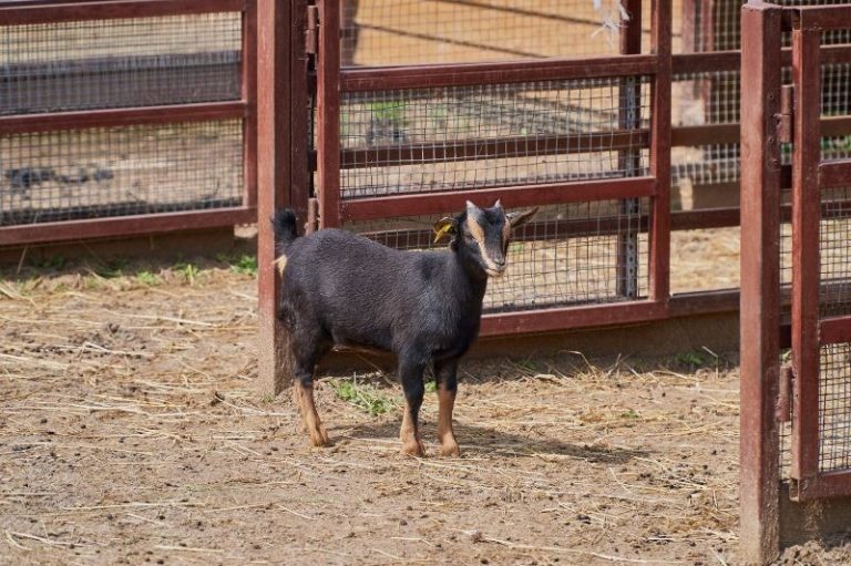 Nigerian Dwarf Goats Complete Breed Guide Eco Peanut