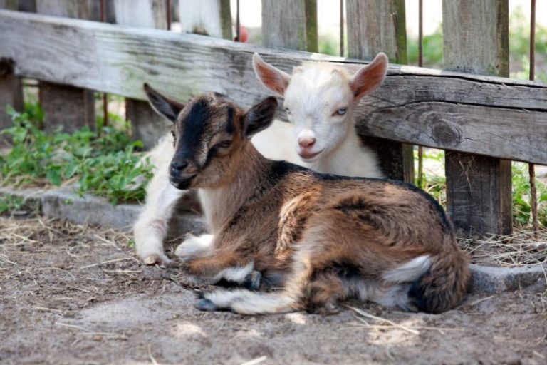 Nigerian Dwarf Goats Complete Breed Guide Eco Peanut