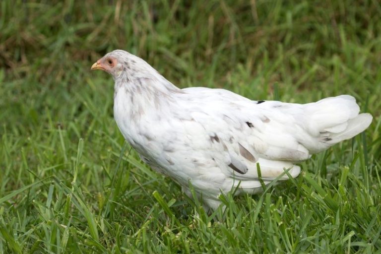 Whiting True Blue Chicken Breed & Care Guide Eco Peanut