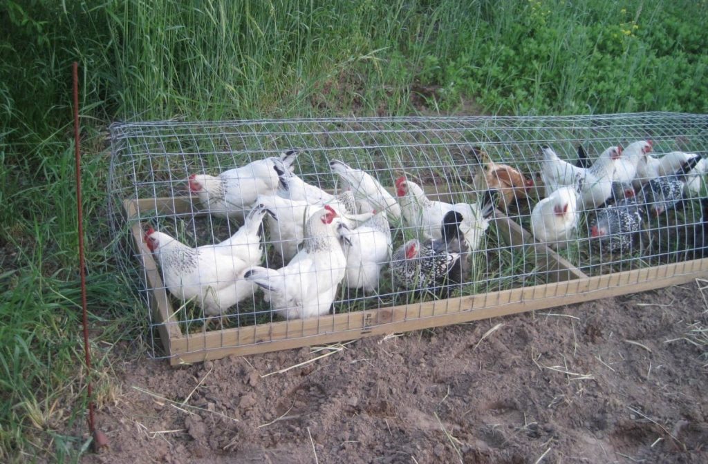 15 Easy to Build Chicken Run Ideas on a Budget Eco Peanut
