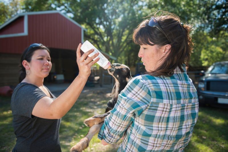bottle feeding a baby goat