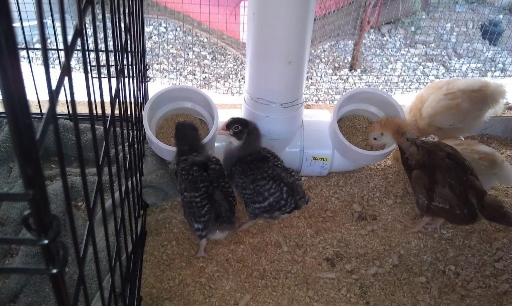 bouble-ended pvc chicken feeder