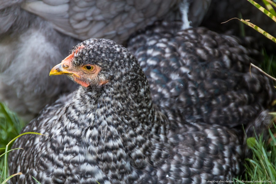 Top 14 Amazing Gray Chicken Breeds Eco Peanut