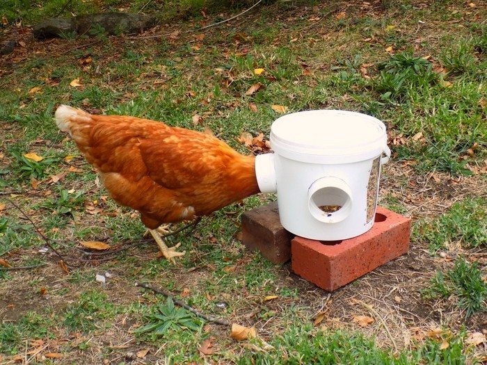 mess free chicken feeder finishe