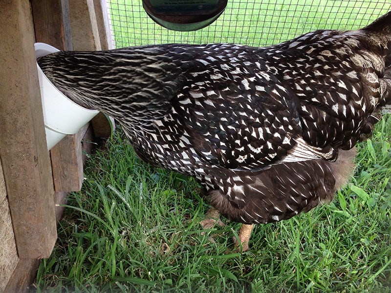 pvc chicken feeder for the coop