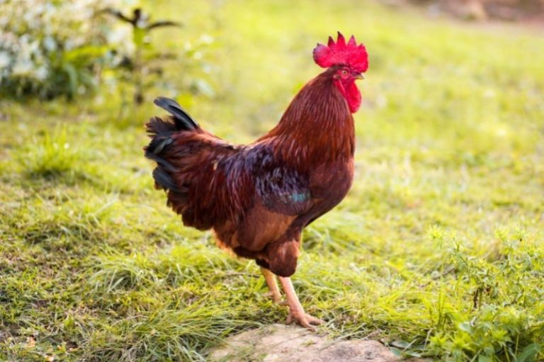 12 Types of Roosters + How to Pick the Right Breed For Your Flock Eco