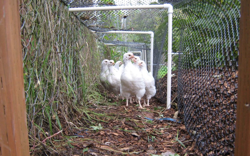 15 Easy to Build Chicken Run Ideas on a Budget Eco Peanut