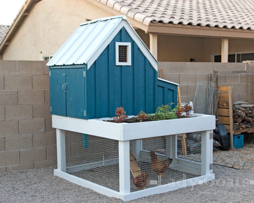 single lady blue coop and run