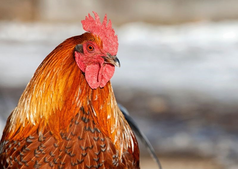 Top 13 Quiet Backyard Chicken Breeds Eco Peanut