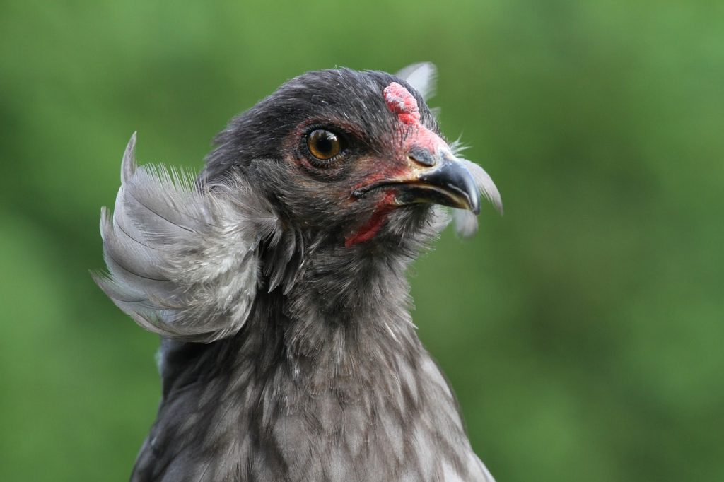 araucana hen chicken