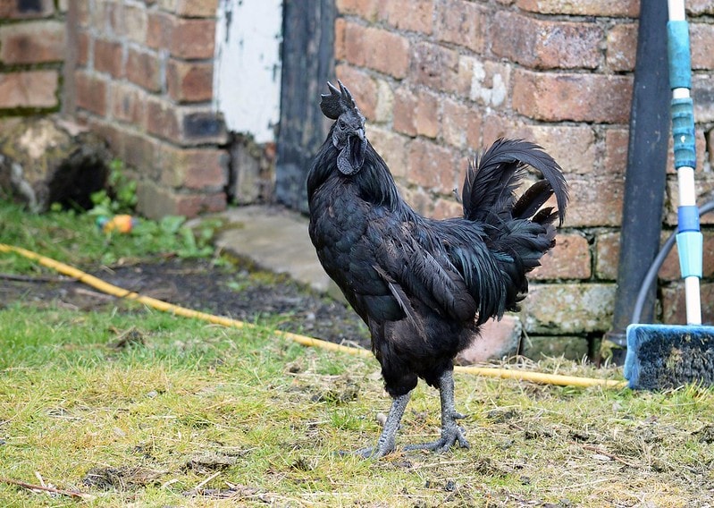 ayam cemani chicken rooster