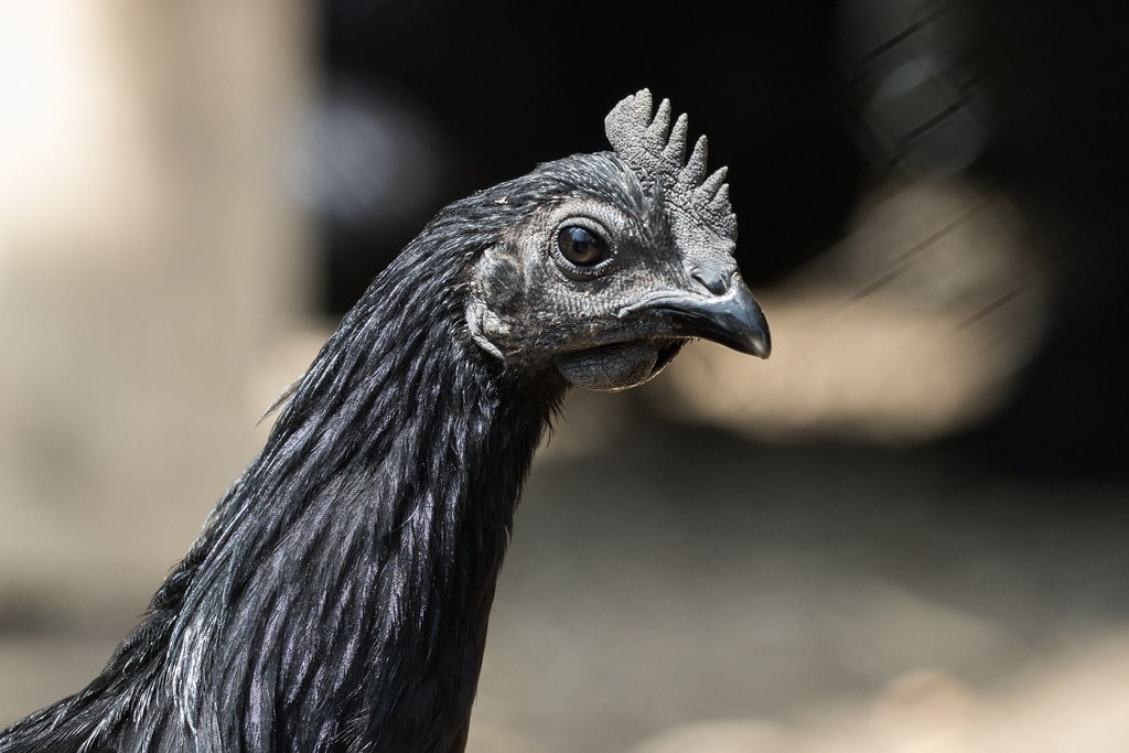 ayam cemani pullet head