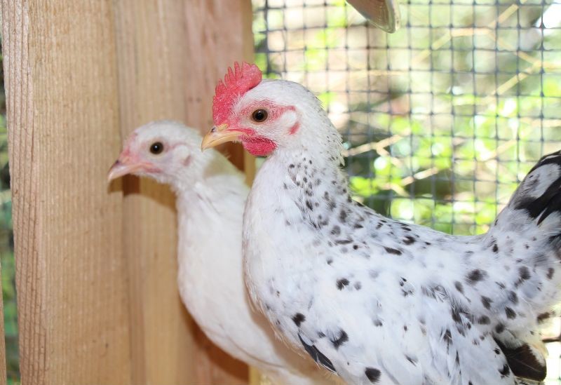 bantam cockerel and a pullet