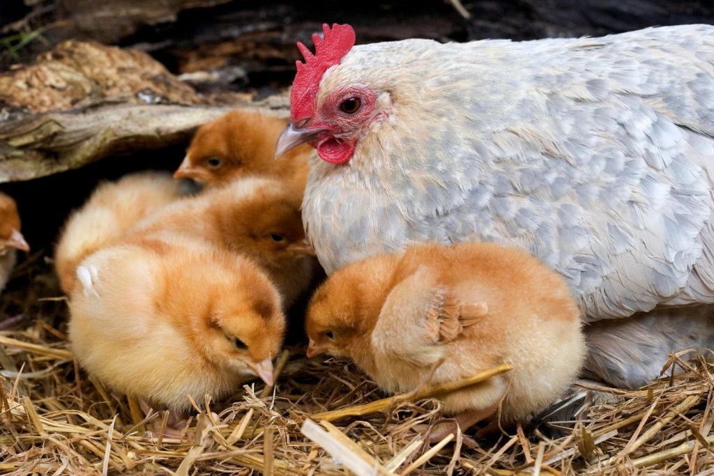 barbu d'uccle hen and chicks