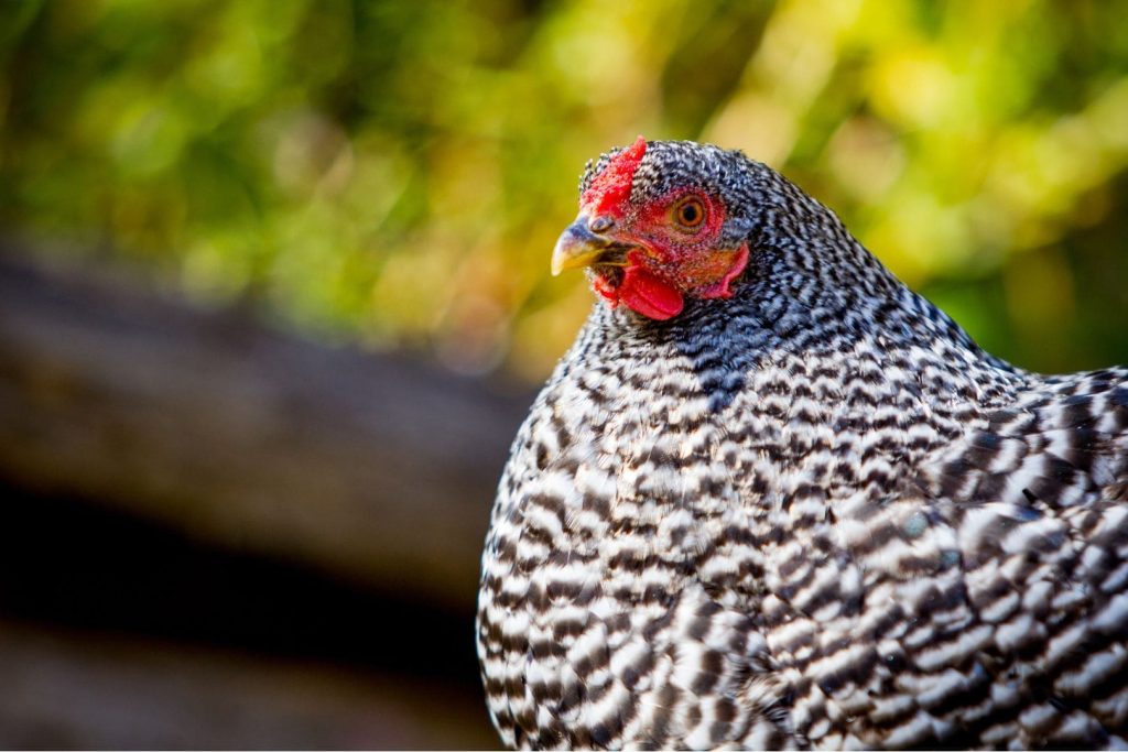 Mystic Marans Chicken: Complete Breed Guide - Eco Peanut