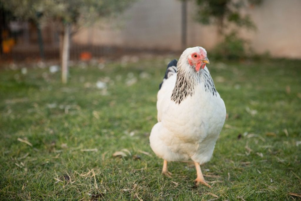 brahma chicken in grass
