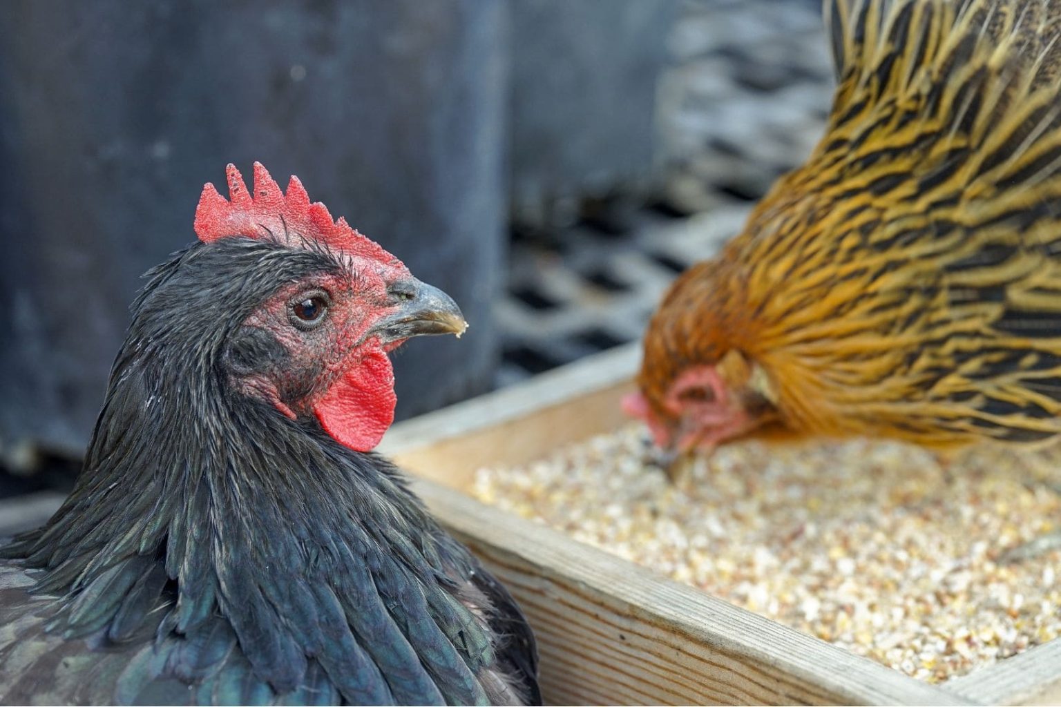 Can Chickens Eat Potatoes? Is It Safe? Eco Peanut