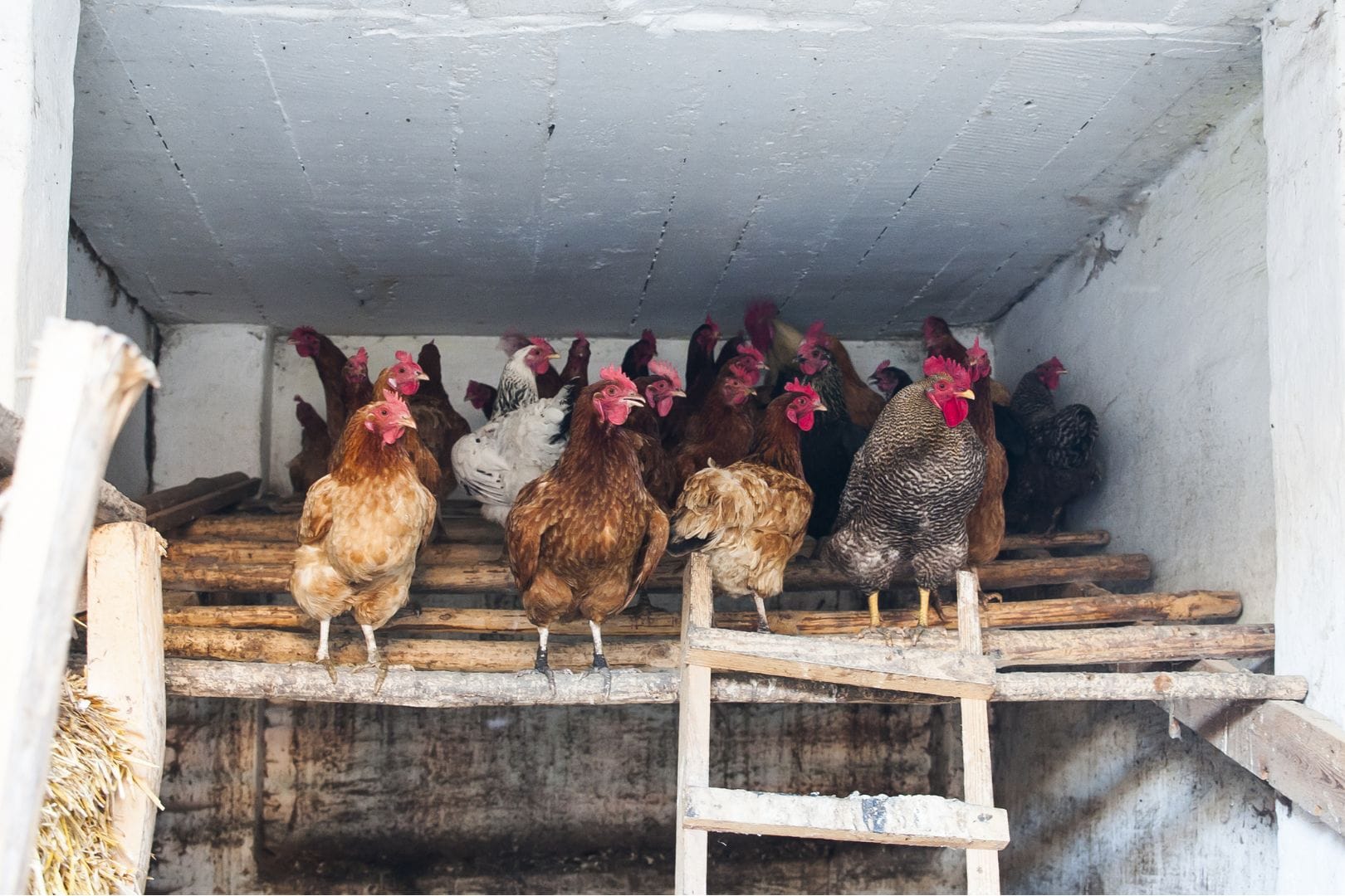 Chicken Roost Ideas Why Your Hens Need Them! Eco Peanut