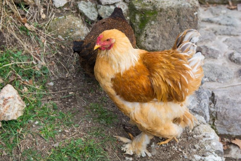 Top 13 Quiet Backyard Chicken Breeds Eco Peanut