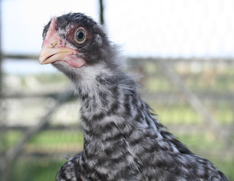 cuckoo maran pullet