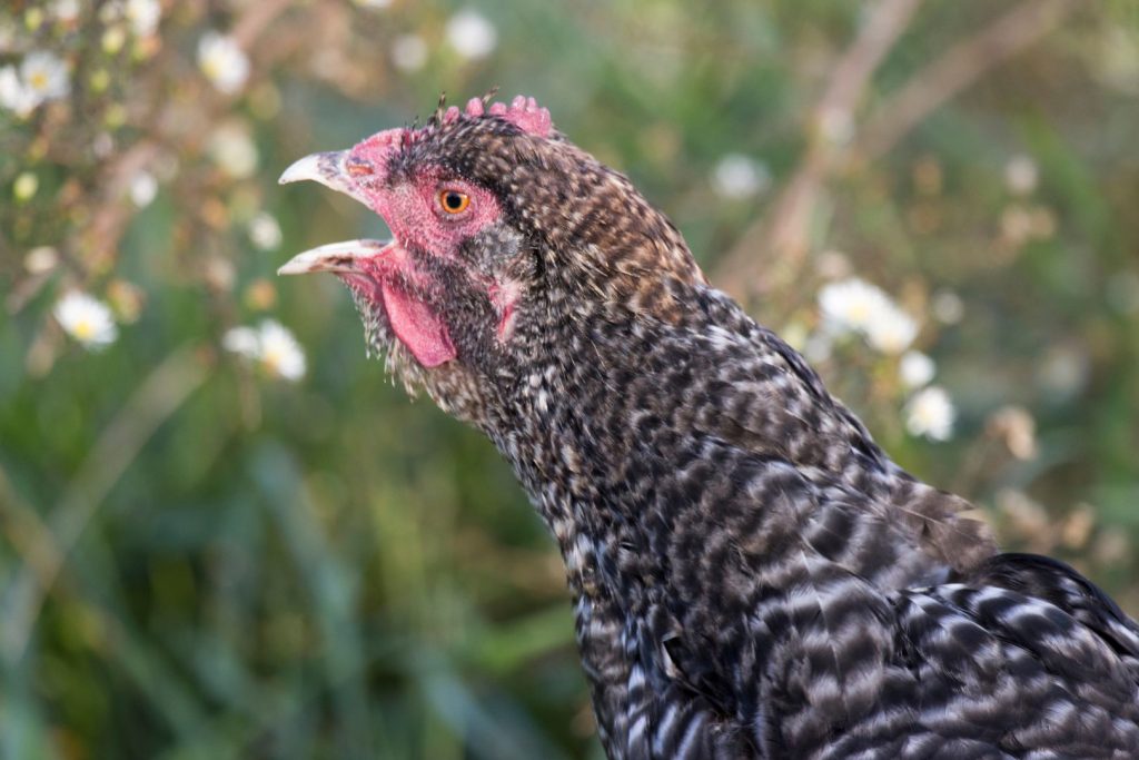 free range maran hen