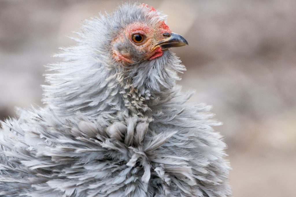 gray frizzle chicken