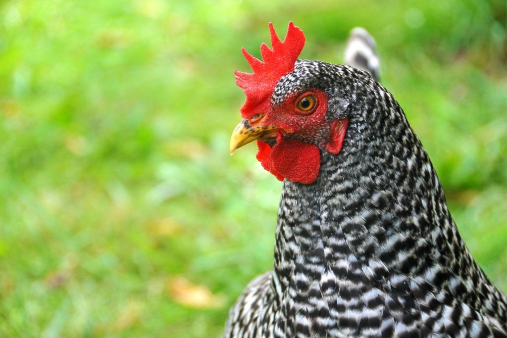 maran chicken head