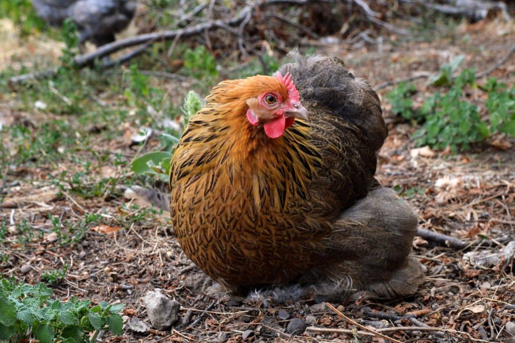 pekin bantam chicken