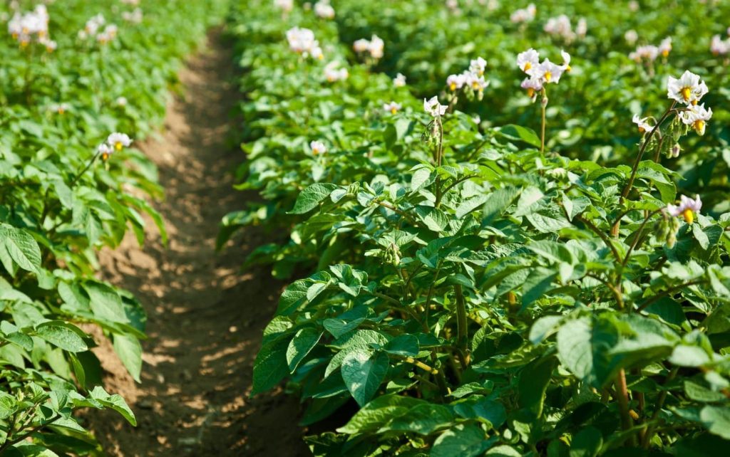 potato field