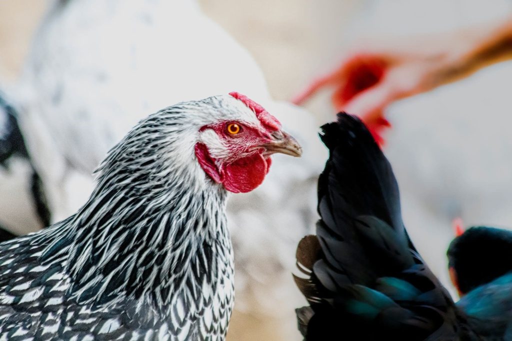 Top 13 Quiet Backyard Chicken Breeds Eco Peanut