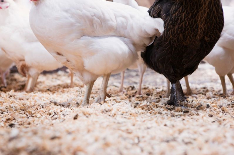 chickens standing in sawdust