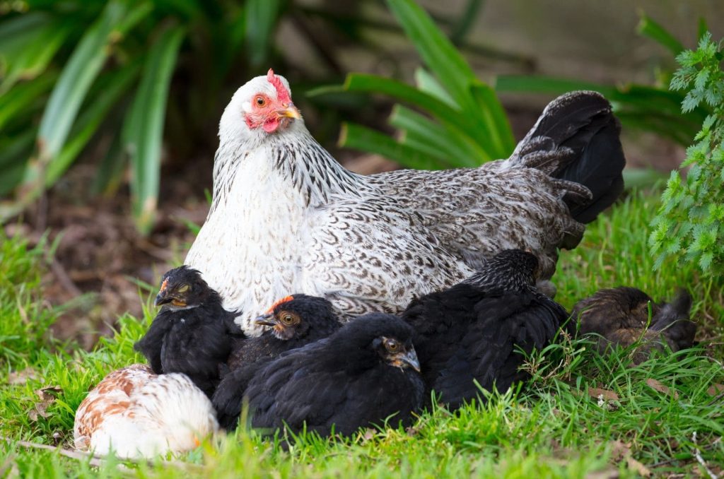 a brood of chicks