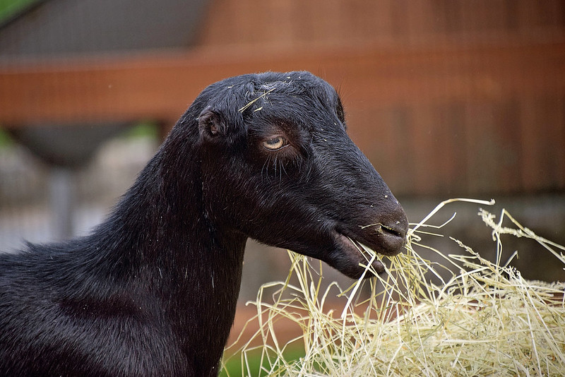 black lamancha munching