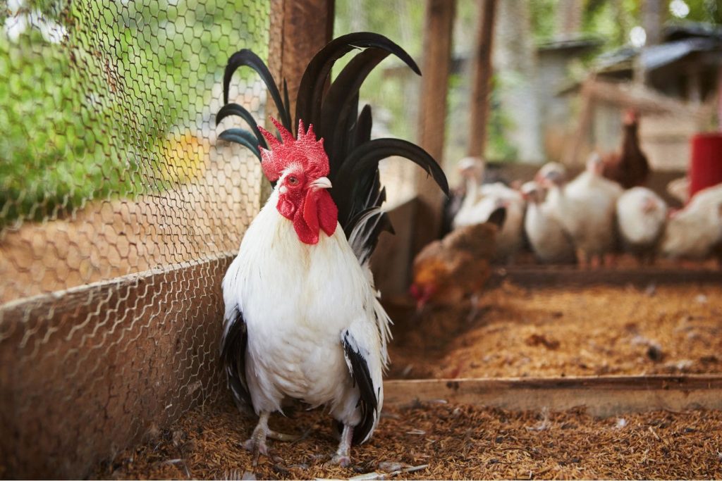 black white rooster in the chicken coop