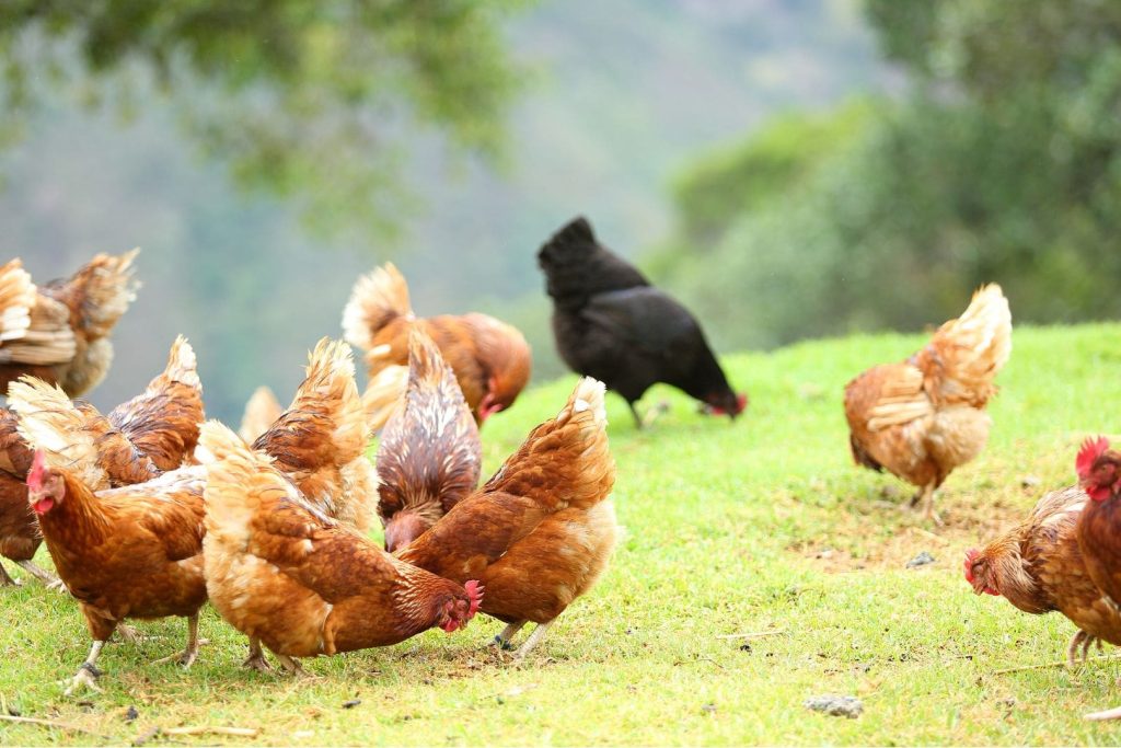chicken farm