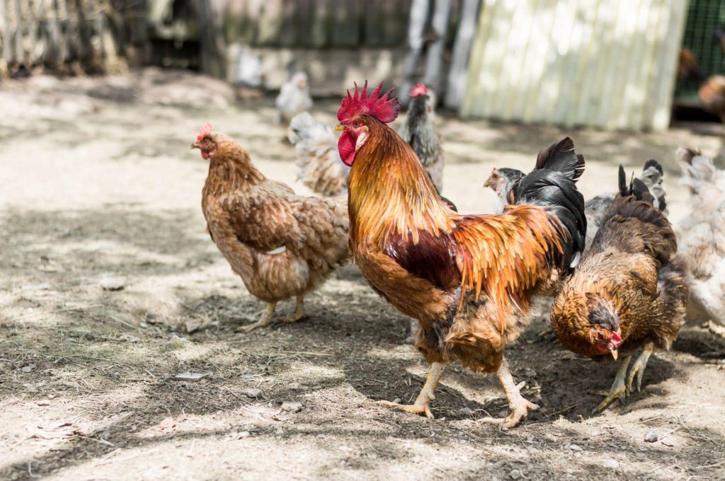 chickens on the backyard