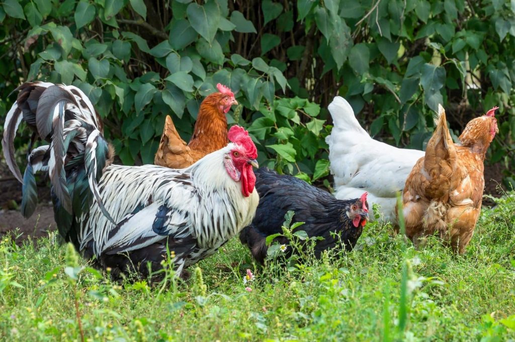 flock of chickens in the yard