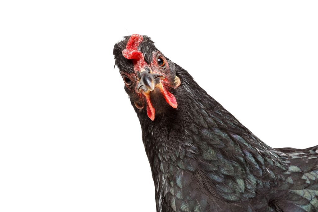 funny black chicken head