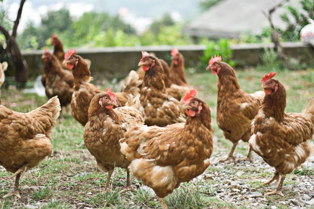 group of chickens outside