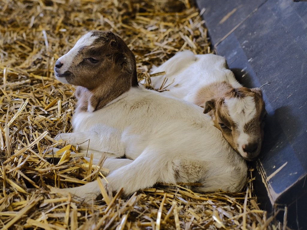lamancha baby goat twins