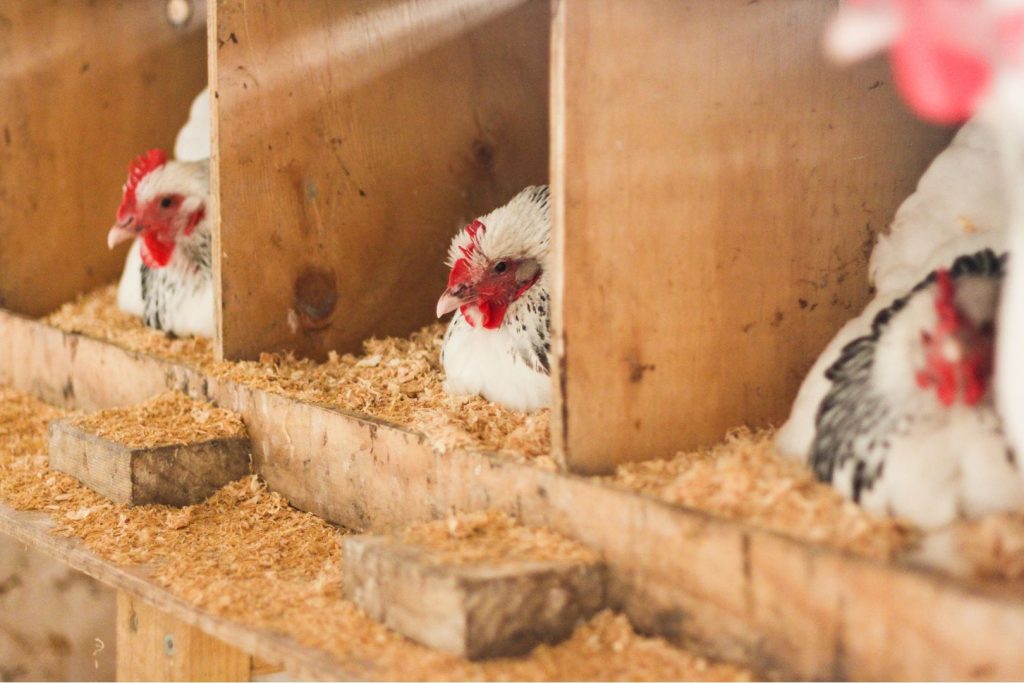 light sussex chickens laying eggs