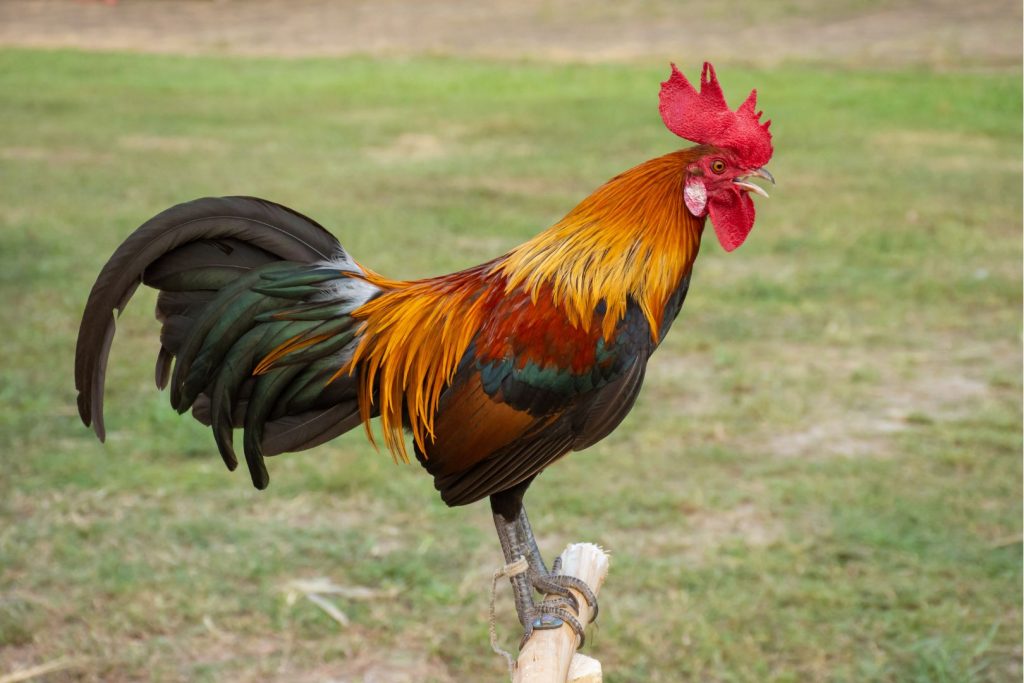 rooster with green background
