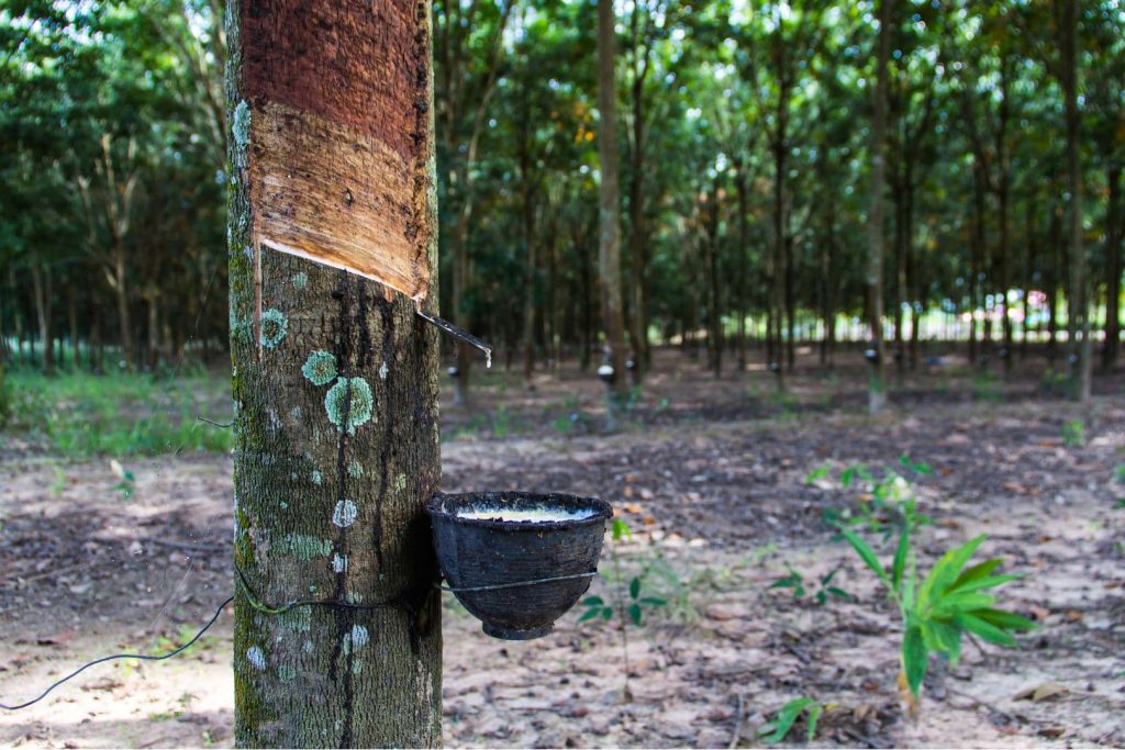 rubber tree