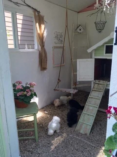shabby chic chick coop 3