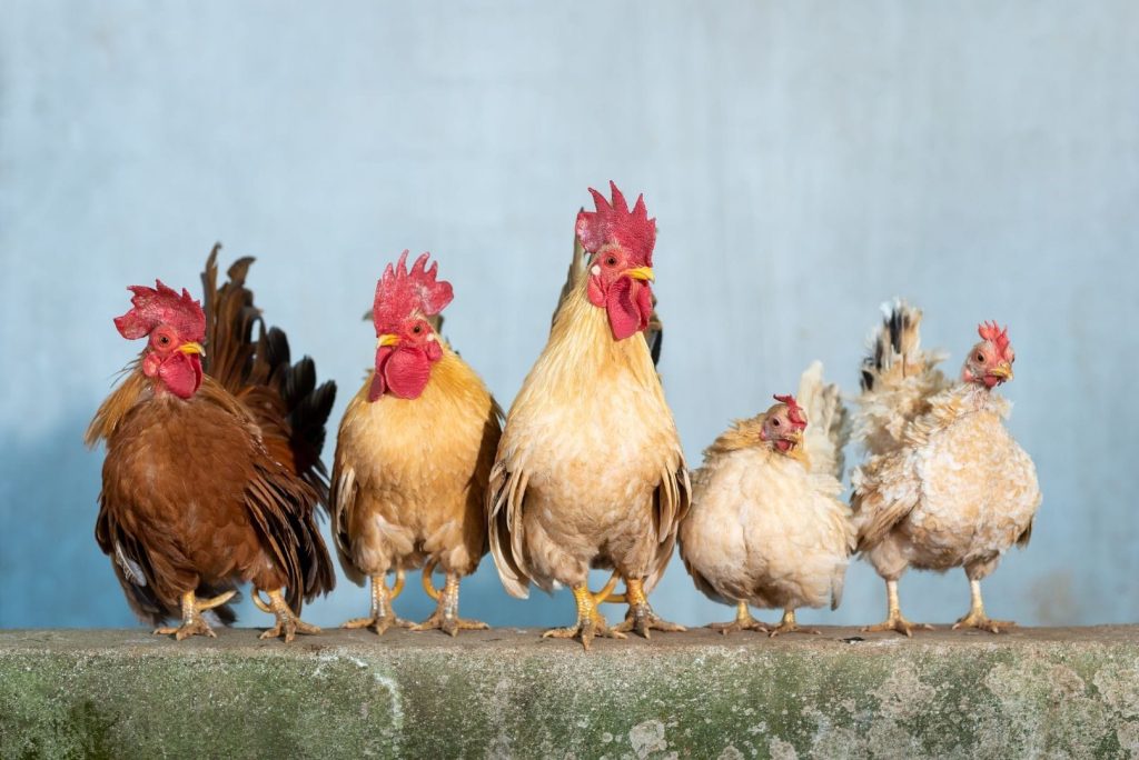 three roosters and two hens