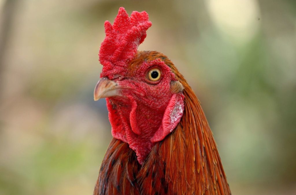 asil cock head